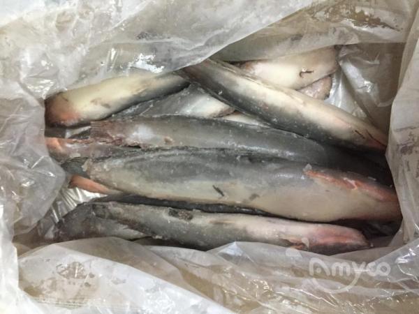 Frozen Catfish Whole Round