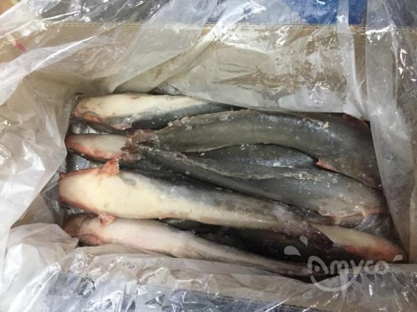 Frozen Catfish Whole Round
