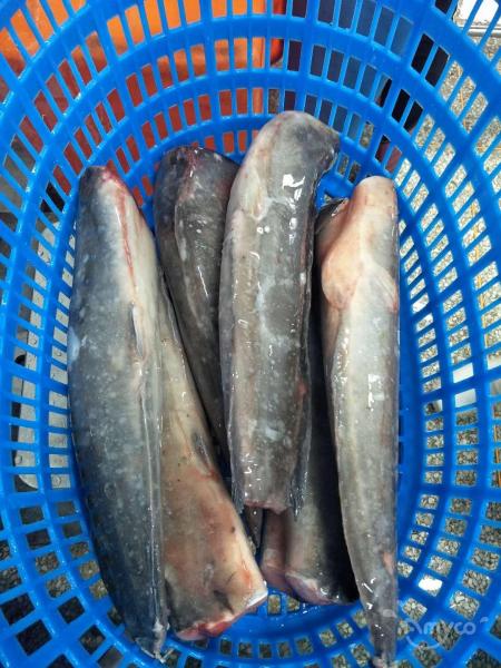 Frozen Catfish HGT