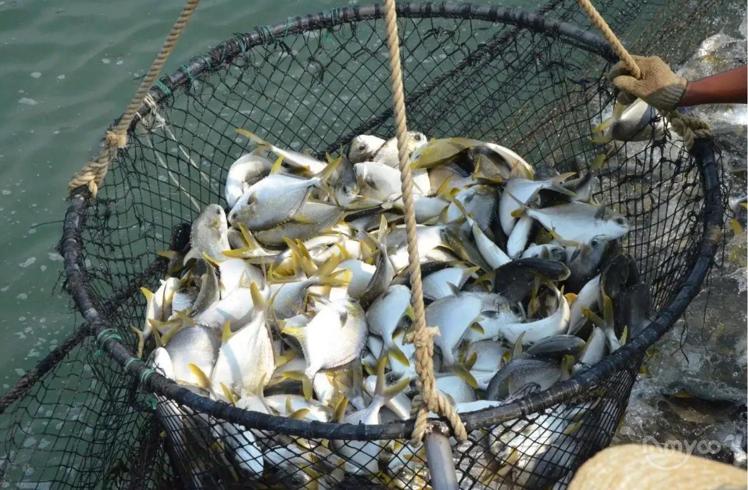 Golden Pompano 4.jpg