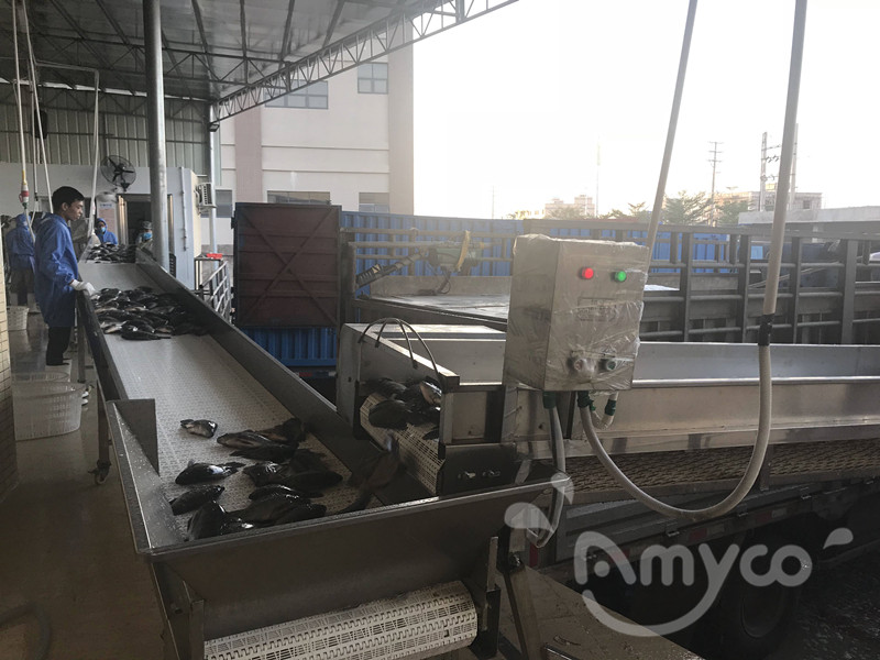 Tilapia raw material (14).jpg